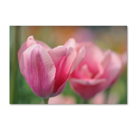 Cora Niele 'Tulip Flower Pink Mirella' Canvas Art,12x19